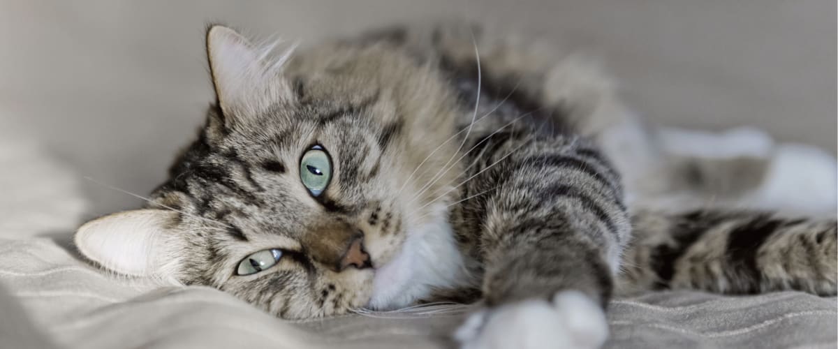 Cat at Badger Veterinary Hospital