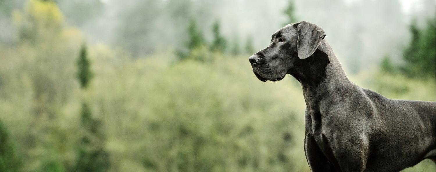 Great dane best sale vets near me